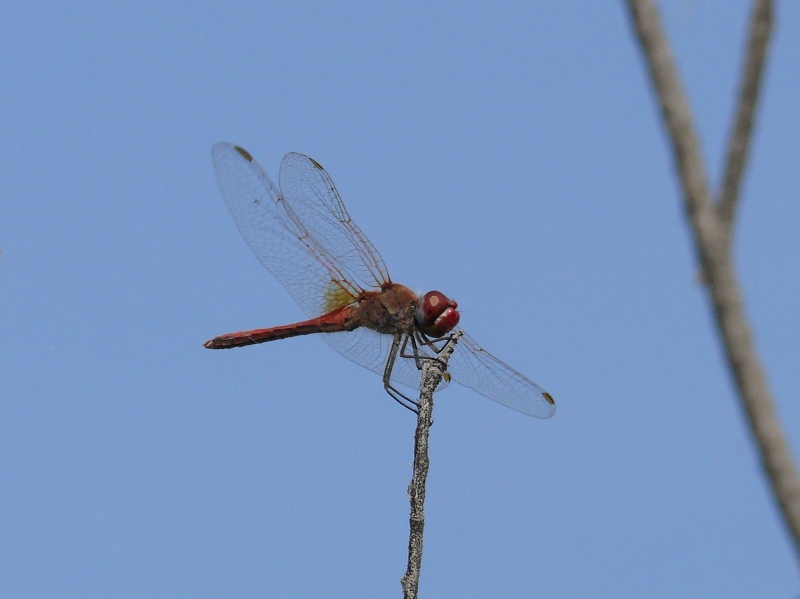 Sympetrum fonscolombii male? - S